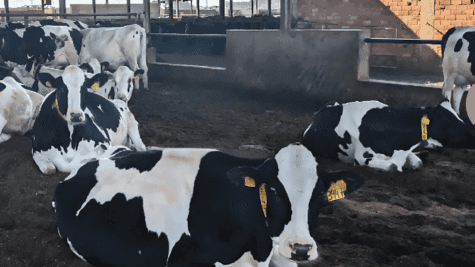 Dairy Cattle